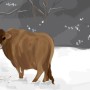cowinsnow