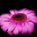pinkflower